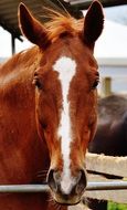 brown horse behind the fence