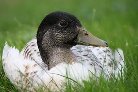 white duck on grass close up