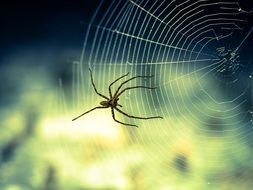 scary Spider on cobweb