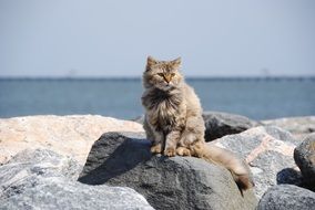 Cat on a rocks