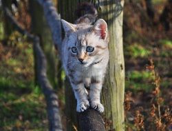 little kitten is climbing the fence