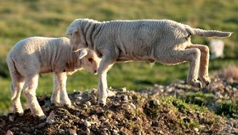 two playful lambs