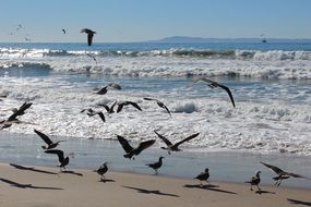many birds on the ocean