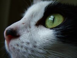 green eyes of black and white cat close-up on blurred background