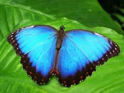 Butterfly Blue on a bright green leaf close up