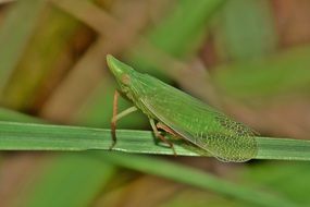 dictyopharid planthopper on grass