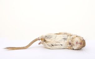 dead domestic mouse on the white background