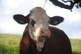 white brown cow with a stigma