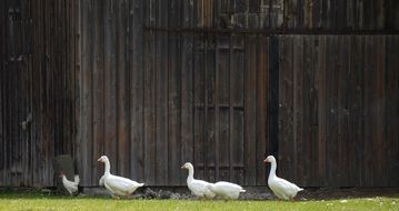 white geese by the yard gate