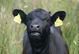 perfect beautiful Cow Farm