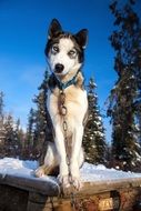 young husky on a chain