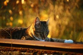 relaxing tabby cat