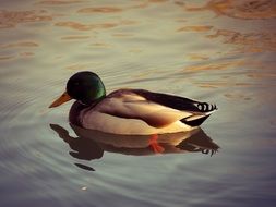 Duck is swimming