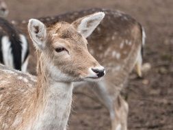 portrait of roe deer