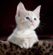 white playful kitten
