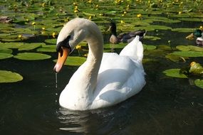 white swan is drinking water in a pond