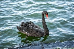 elegant black swan on the pond