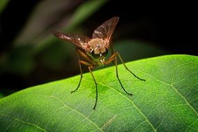 Macro photo of insect on a leaf on a blurred background