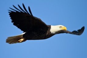 Bald Eagle soaring in blue sky