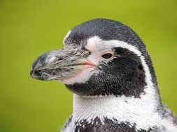 Penguin head, Bird portrait