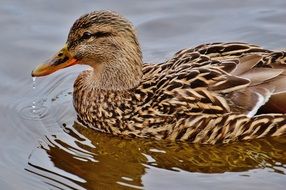 charmingly cute Ducks Water