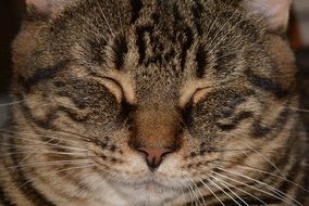 Cute face of the cat