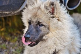 dog with fluffy fur stuck out her tongue and looks into the distance
