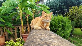 ginger Cat rests in Garden