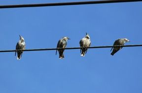 birds on the power line