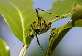 grasshopper on green leaves of a plant