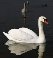 White Swan Birds on a lake