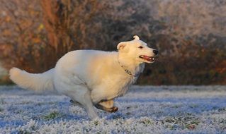 perfect beautiful Swiss Shepherd Dog