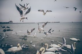 a flock of white swans and a seagull on the sea