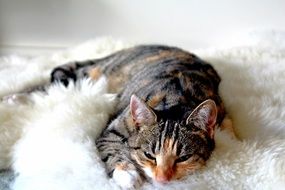 striped kitten lying on a white bedspread