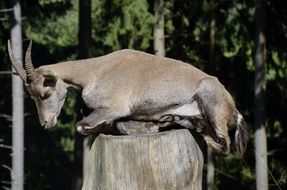 funny Capricorn Sleep on Tree Stump