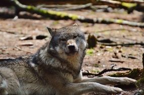 relaxed wolf in wildpark poing