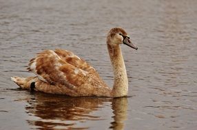 Swan with brown feathers on the water