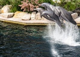 Dolphin show in nuremberg