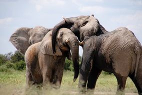 group of Elephants together in wild