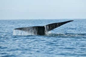 whale tail in ocean