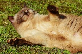 sweet british shorthair on the green grass