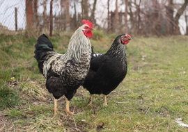 rooster and chicken as a family outdoors