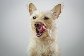 white dog with his tongue hanging out on a white background