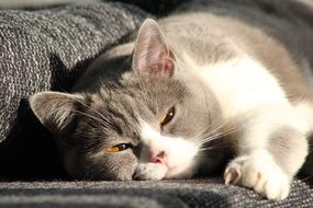 lazy tired domestic cat