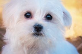 portrait of a cute fluffy white puppy