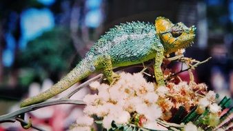 chameleon on a white flower, africa, kenya