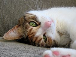 red white kitten on the chair