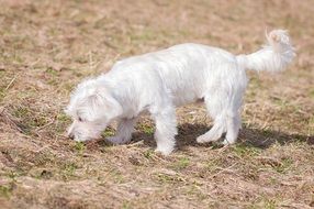 White Maltese dog