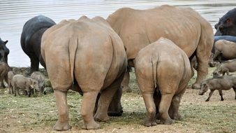 Rhinos among animals at watering place, Namibia
