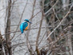 striking Kingfisher Bird
